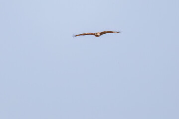 狩りのために葦原を飛翔する美しいノスリ（タカ科）
英名学名：Eastern Buzzard (Buteo japonicus, family comprising hawks)
栃木県栃木市渡良瀬遊水地-2025
