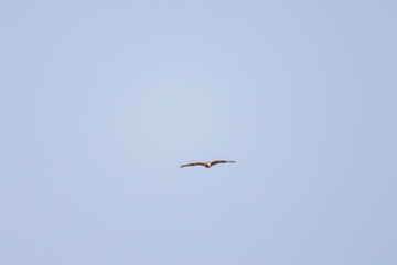 狩りのために葦原を飛翔する美しいノスリ（タカ科）
英名学名：Eastern Buzzard (Buteo japonicus, family comprising hawks)
栃木県栃木市渡良瀬遊水地-2025
