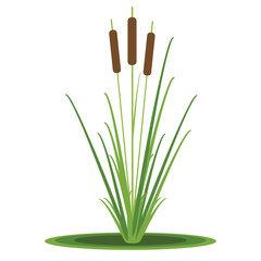 Cattail plant isolated on white, vector illustration