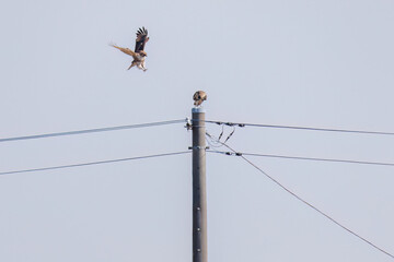 交尾するノスリ（タカ科）
英名学名：Eastern Buzzard (Buteo japonicus, family...