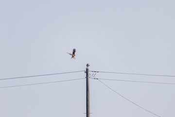 交尾するノスリ（タカ科）
英名学名：Eastern Buzzard (Buteo japonicus, family...