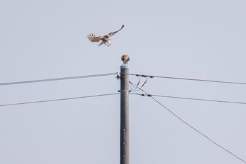 交尾するノスリ（タカ科）
英名学名：Eastern Buzzard (Buteo japonicus, family...