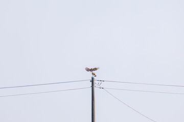 交尾するノスリ（タカ科）
英名学名：Eastern Buzzard (Buteo japonicus, family...