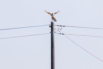 交尾するノスリ（タカ科）
英名学名：Eastern Buzzard (Buteo japonicus, family...