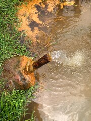 A spring tube well that is open and flowing all the time, iron oxide in water