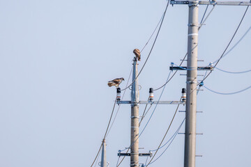交尾するノスリ（タカ科）
英名学名：Eastern Buzzard (Buteo japonicus, family...