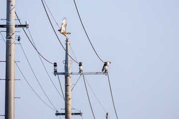 交尾するノスリ（タカ科）
英名学名：Eastern Buzzard (Buteo japonicus, family...