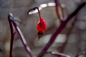 Close-up photo of dried rose hips