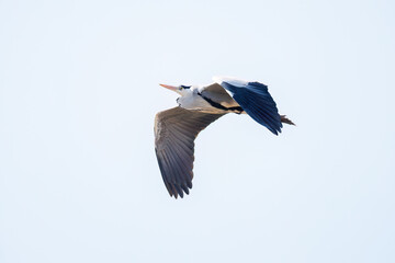 飛翔する美しいアオサギ（サギ科）
英名学名：Grey Heron (Ardea cinerea)
栃木県栃木市渡良瀬遊水地-2025
