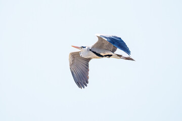 飛翔する美しいアオサギ（サギ科）
英名学名：Grey Heron (Ardea cinerea)
栃木県栃木市渡良瀬遊水地-2025
