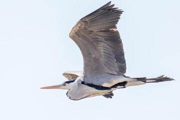 Obraz premium 飛翔する美しいアオサギ（サギ科） 英名学名：Grey Heron (Ardea cinerea) 栃木県栃木市渡良瀬遊水地-2025 