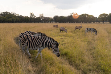 ZEBRA LIFE 