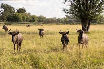 HERBIVORE ANIMALS 