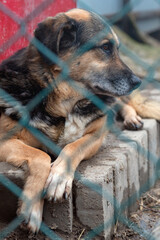 Dog in animal shelter. Homeless sad dog in a cage.
