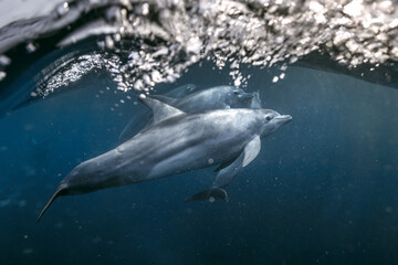 Oceanic Bottlenose Dolphins gliding beneath the surface along the coast of Australia.