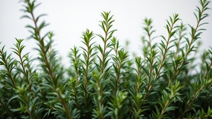 Obraz premium Rosemary leaves, Close View of Medicinal Plant Leaves, Close-Up of Fresh Green Rosemary Leaves, Herbal Leaves for Natural Medicine or Cooking