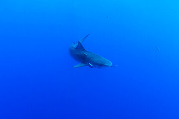 A tiger shark swims in the open waters of Hawaii.