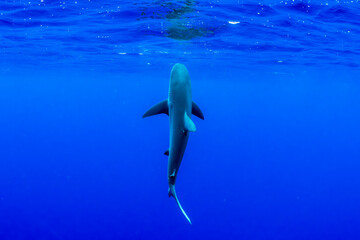 A Galapagos shark swims beneath the surface in the deep blue waters of Hawaii.