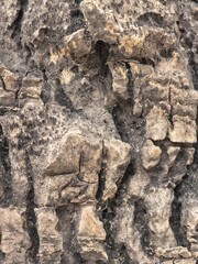 Rough Tree Bark Texture Natural Organic Surface Detail
