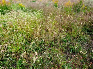 狗尾草生える秋の野原風景