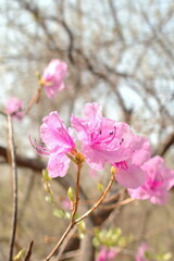 Obraz premium 봄 계절에 창덕궁 내부에 핀 분홍빛 진달래