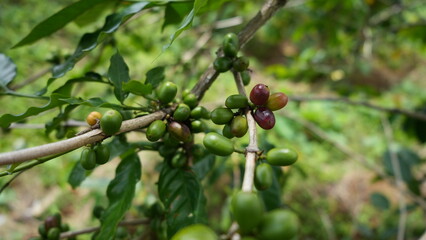 Obraz premium Unripe Green and red Coffee Beans Growing Abundantly on Branch