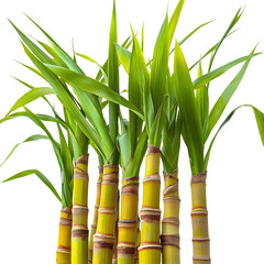 Fototapeta premium Close up of vibrant sugarcane stalks.