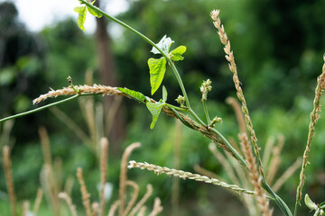 Exploring plant growth in nature a close-up view of weeds and grasses in green environments