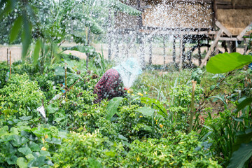 Gardening action of watering vegetables rural farm lush green environment close-up view sustainability concept