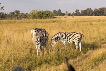 Zebras in Nature 