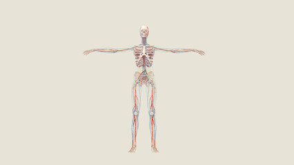 Anatomy Human Body Skeleton Blood Vessels Veins Arteries Nerves Lymphatic Circulatory System 3D Illustration