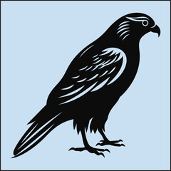 Fototapeta premium Silhouette of a Falcon, Bird