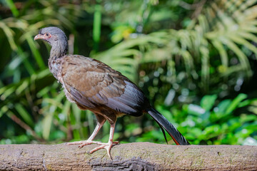 The Chaco chachalaca (Ortalis canicollis) is a species of bird in the family Cracidae. 
Its natural habitats are subtropical or tropical dry forest and subtropical or tropical moist lowland forest.