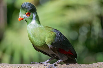 White-cheeked turaco (Tauraco leucotis) is a species of bird in the family Musophagidae. 
It is found in Eritrea, Ethiopia, and South Sudan.