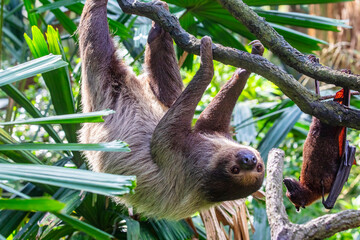 The close image of Linneaus' Two-toed Sloth (Choloepus didactylus) and a Malayan flying fox (Pteropus vampyrus) in fragile forest of Singapore Zoo. 