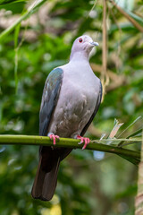 The island imperial pigeon (Ducula pistrinaria) is a species of bird in the family Columbidae. It is found in the Bismarck Archipelago and the Solomon Islands archipelago,