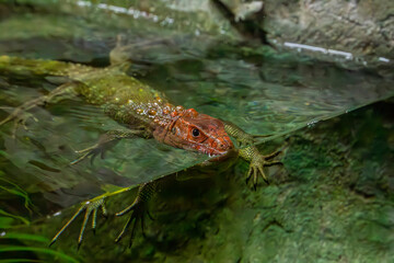 The Northern caiman lizard in the water. 
It is a species of lizard found in northern South America.
The body of the caiman lizard is very similar to that of a crocodile. 