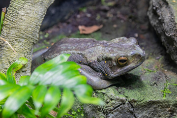 The Yellow-spotted Tree Toad (Rentapia flavomaculata) is a species native to Southeast Asia, known for its distinctive yellow spots on a dark body. 