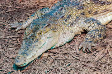 The Philippine crocodile (Crocodylus mindorensis) is one of two species of crocodiles found in the Philippines; went from data deficient to critically endangered in 2008