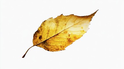 A birch tree leaf with serrated edges and visible veins isolated on white.
