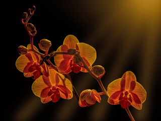Storczyki. Orchidea.