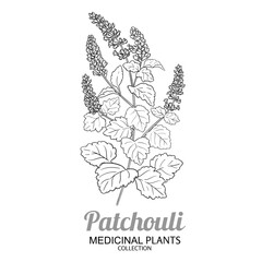 Patchouli Plant with Flowers and Leaves Outline Illustration. Essential oil ingredient for cosmetics, spa, aromatherapy, health care, alternative medicine. Vector isolated for design or decoration.