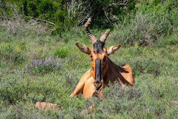 Old red hartebeest bull (Alcelaphus caama) with a damaged and worn horn rests.