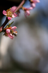 A close-up of a bee collecting nectar from a vibrant pink flower, with a blurred floral background. A perfect image for environmental themes, pollination, biodiversity, and nature photography