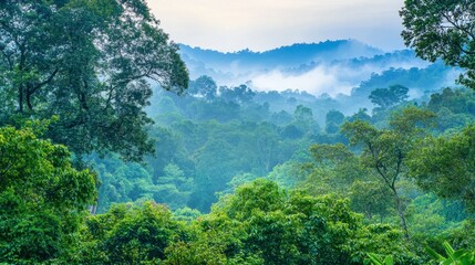 Endangered gibbons swinging through trees in Khao Yai National Park.