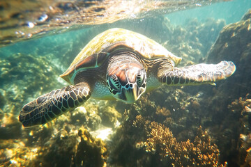 Fototapeta premium Generative AI image of vibrant underwater exotic marine life with colorful coral reef
