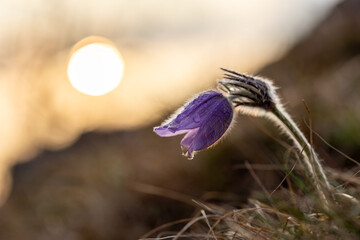 One purple flower blooming on the brown background, (Pulsatila slavica), Slovakia