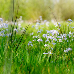 pentecostal flowers in green grassy meadow