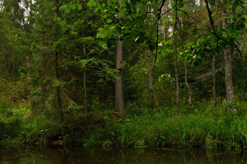 Wooden Birdhouse on Tree in Lush Green Forest, Nature Conservation Concept