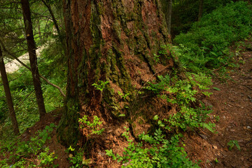 Fototapeta premium Close up of Old Mossy Tree Trunk with Wild Green Plants in Natural Forest, Sunlight, Nature Conservation